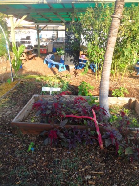 Happy plants at the Kihei School garden 2015