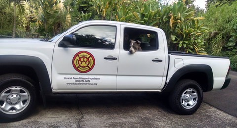 Photo of Hawaii Animal Rescue Foundation's new truck jpg