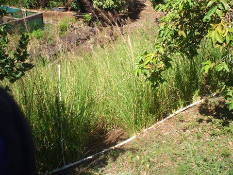 Vetiver planting at Lahainaluna Agriculture department to prevent erosion (2010)